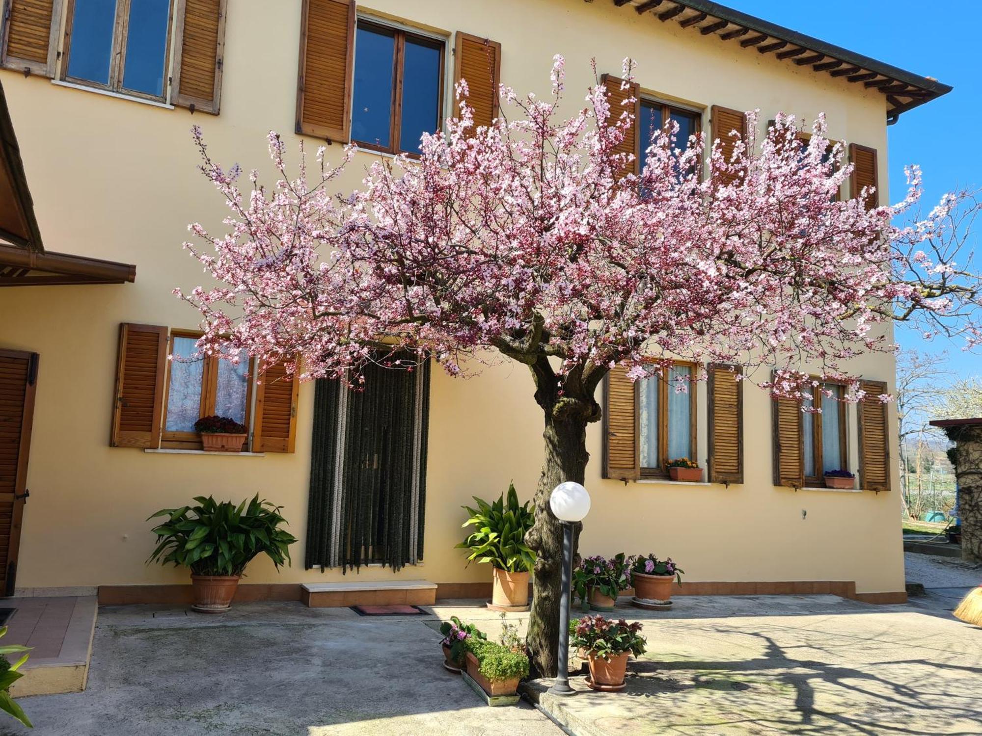 B&B Barbara Assisi Cannara Extérieur photo
